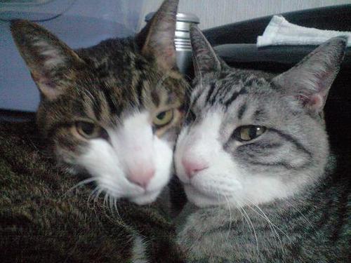 pinokiosansei's profile picture. ○技術士（建設部門）○コンクリート診断士○コンクリート主任技士◯上級土木技術者○１級舗装施工管理技術者○１級土木施工管理技士を取得。現在、技術士（総合技術監理部門）目指して日々勉学に励んでおります。