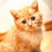Melonin (@melonin2) 's Twitter Profile