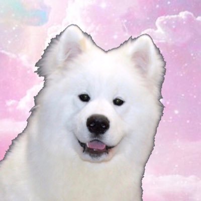 Samoyed dog lovers sharing joy and happiness to the world with Bella 🐾 Check out our Tube Channel Highland Samoyeds for videos of fluffy fun 🐶💘