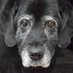 FM Old Dog (@fm_olddog) Twitter profile photo FM Old Dog (@fm_olddog) Twitter profile photo
