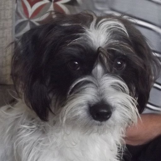AJsTreasures's profile picture. Wife of one, Mother of two, and Pet Mom to three.