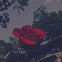 Sxndrx.xz (@sandra_sc_) 's Twitter Profile
