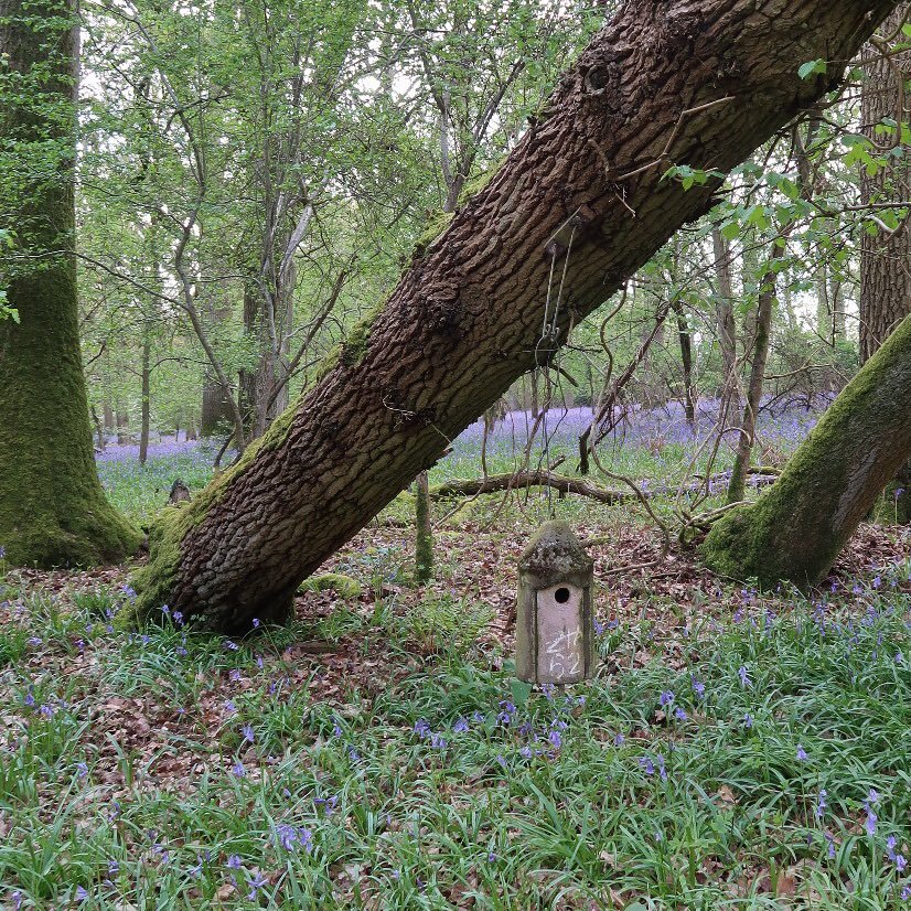 A study of great tits and blue tits breeding in nestboxes in Bagley Wood, Oxon.