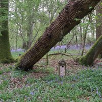 Bagley Nestbox Project (@bagleynestboxes) 's Twitter Profile