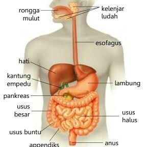 bio_digestion's profile picture. Media Pembelajaran Sistem Pencernaan