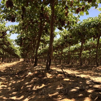 MohamedAyyad4's profile picture. 