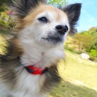 わお (@whiro1031softb1) 's Twitter Profile