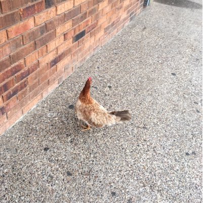 geladodo_'s profile picture. I am a respectable chicken