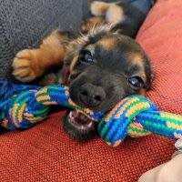 Schatzi the rescue pup(@schatzipup) 's Twitter Profile Photo