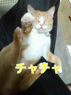 猫好きだよ

無言フォロー歓迎
無言フォロー失礼します🐱　
DMお断りします