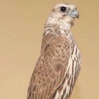 Alk6eme News 不 (@alk6emenews) 's Twitter Profile Photo