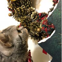 りまにゃん(*ˊωˋ*) (@rimatyapi) 's Twitter Profile