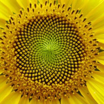 fibonacci sequence essay 【usa在庫あり】 266623 v-2952 アレンネス arlen ness 10-gauge sddlbg ltch covrs blk. fibonacci sequence essay 【usa在庫あり】 266623 v-2952 アレンネス arlen ness 10-gauge sddlbg ltch covrs blk.