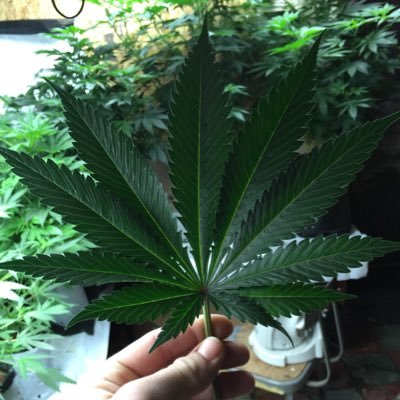 weedticket's profile picture. 30$ PayPal/xbox gift cards💲 Be ready to pay when you contact me⚡️ No free modded accounts!🙄💀 DM me to buy an account or go via my website below👇🎄