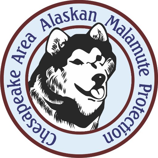 Chesapeake Area Alaskan Malamute Protection (CHAAMP) a 501(c)(3) charity (Combined Federal Campaign #56437) run by volunteers dedicated to Malamute rescue, WOO!