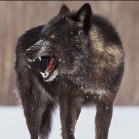 SVHSwolvestrack (@packtrackfan) 's Twitter Profile