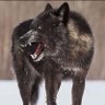 packtrackfan's profile picture. This is the official account of Coach Mike (SV Track, XC and Swim) Opinions on this account are my own. I do updates on the teams that I coach#RunWithThePack