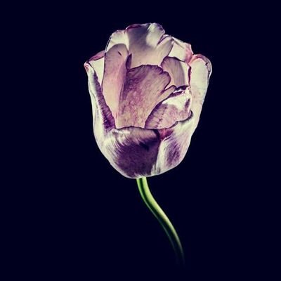 natashaaliea's profile picture. ✨