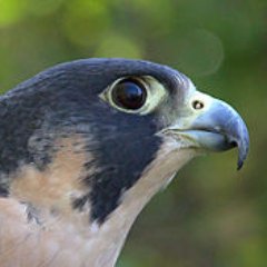 JamesManniello's profile picture. NYC guy. Pro-Animals, pro-Birds. Pro-Art, Anti-War, Pro-Music, Poetry, Dance, Film, and Freedom. I like the nice people.