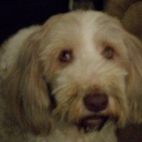 jim ferguson (@coleskop) 's Twitter Profile