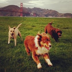 All the good dogs in the @presidiosf. Will exchange RTs of dogs for pets. (Tag with #PresidioDogs)