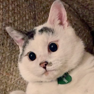A happy boy with FIV, FVR, half a tail...and blind, too! Rescued from a parking lot in Japan and living a good life with @SpiketheBeetle.