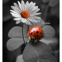 ''Eline Diline Beline'' (@fetogerceg) Twitter profile photo