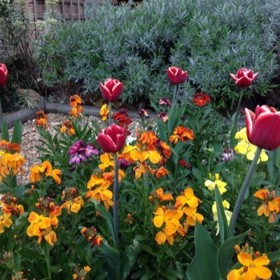 Gardening in London SE18. Passionate about nature reclaiming its TURF in the urban environment.