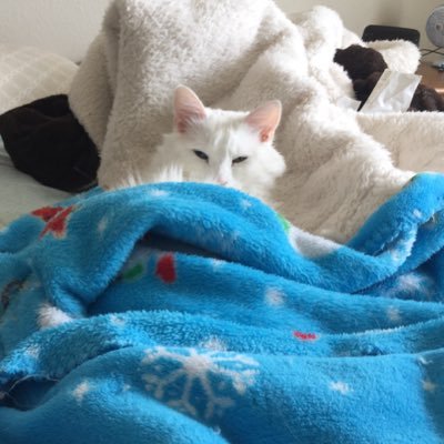 Tatertree1's profile picture. just a Christian crazy cat lady trying to live day by day. God will always lead the way.