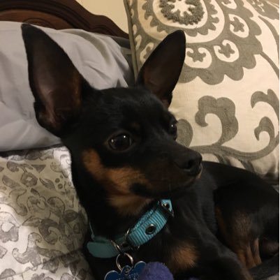 I am chihuahua/mini pin, I live the life of Riley. My mom dotes on me constantly! I enjoy chasing squirrels, bird watching, and being pampered