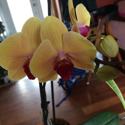 sennevillee's profile picture. 