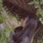 somepeace82's profile image