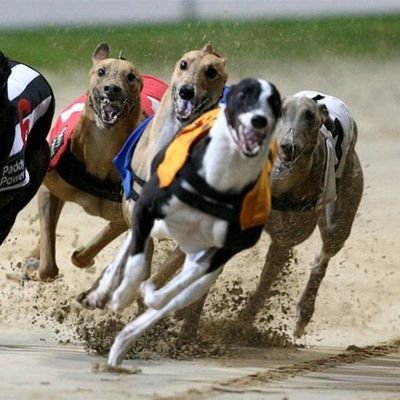 Welcome to Valley Greyhounds, the last remaining greyhound track in wales.  Come and visit us and enjoy a great evening of racing!