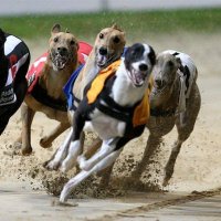 ValleyGreyhounds(@TheValleyTrack) 's Twitter Profileg