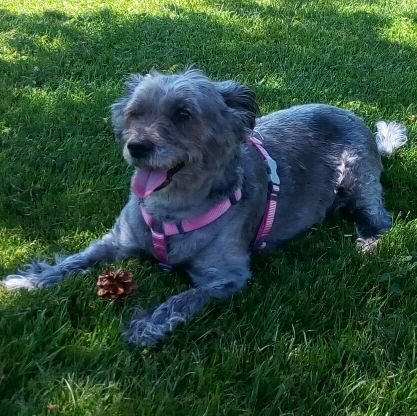 vozendirecto's profile picture. 