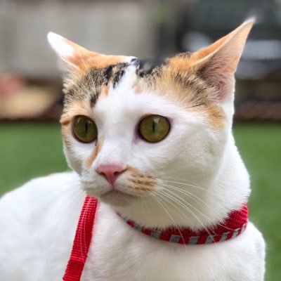 asahips's profile picture. 元🌟ファン‼️嫁洗脳で🎏ファン‼️カープ話が出来る友達欲しい😆#藤川千愛 ちゃん推し😄節酒中🤣可愛い動物は好き❤️37 #野間 18 #森下 12 #大道❣️ズムスタとディズニーに行きたい💖玉子とチーズがあれば天国❣️カープ優勝したら必ず泣く🤣