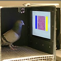 Peter Savas (@pssavas) 's Twitter Profile