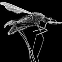Baum Lab (@thebaumlab) 's Twitter Profile