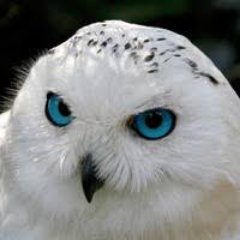 night_owl8823's profile picture. 幼いフリをして  あんな言葉もいいかもね