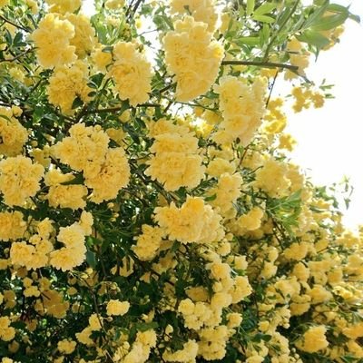 ちとせ(◦'︶'◦)/さんのプロフィール画像