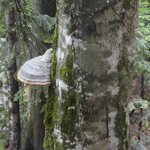 Naturwaldforschung @WSL_research in Kooperation mit @usys_ethzh  und @bafuCH.
Wir untersuchen die Dynamik, Ökologie und Struktur unbewirtschafteter Wälder.