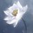 Allaheaven's profile image