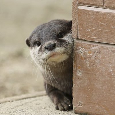 stradiccl's profile picture. グレ釣り🐟 逗子開成 銀濤會 剣道 SFC18休日は藤沢 https://t.co/xVVr82tiSp