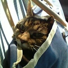 yamabuki914's profile picture. 読み専＆活字中毒。
腐でもあり。(←成人しているからね！)
無言フォロー、すみません！！特に執筆活動されている方……
猫好き。
猫を遠くから見守ってます←逃げられるから(T-T)