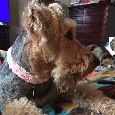 Hey, it's me! Wife, mom, teacher and Airedale mom.