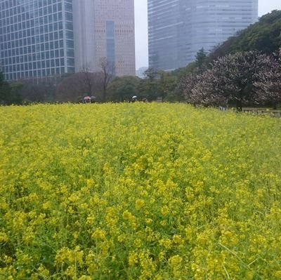 近代建築好き。備忘録として建物の写真をあげます。洋館、煉瓦、看板建築、レトロ、古い町並みが好き。明治期に興味。
たま～にお散歩話、と猫、と横須賀。
関東、関西中心に、津々浦々と。