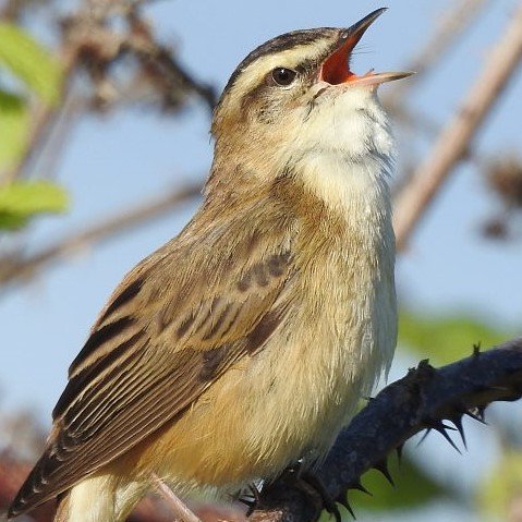 Local birder with an interest in wildlife photography. Mostly interested in wildlife in Cleveland and Durham areas.
Camera Nikon P950.