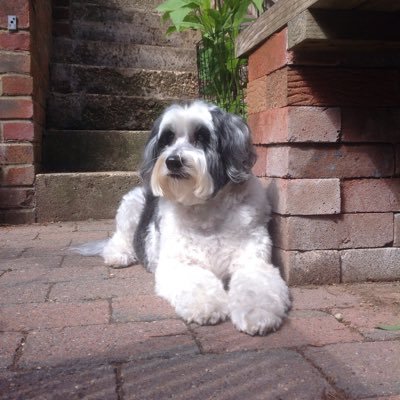 B&H Hon Alderman, Retired Withdean Councillor, RHS Floral Judge, Bonsai Grower, Chelsea Multi Gold Medalist, Author, Model Flying, Dogs, Conservation, Wildlife.