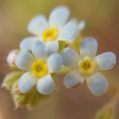 手紡ぎ・手織りをこつこつ。お茶（表千家）をちょこちょこ。ヨガをゆるゆる。トリスキーなライターです。手作りはInstagram＠craftwikurun