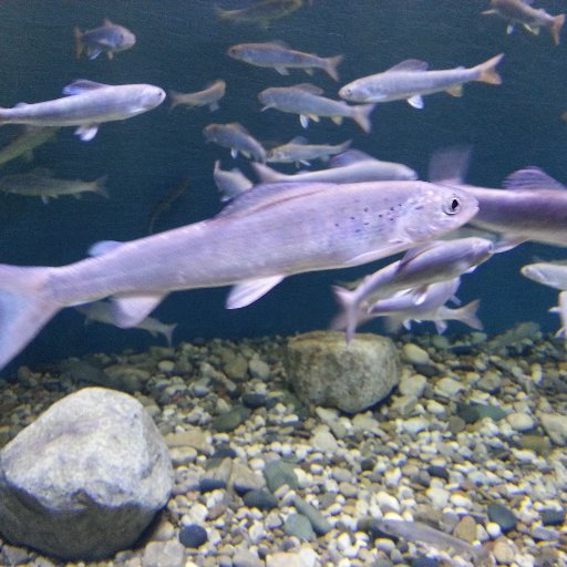 fgDh55gdq10yIm6's profile picture. 呼唤自由文明 争取民主宪政